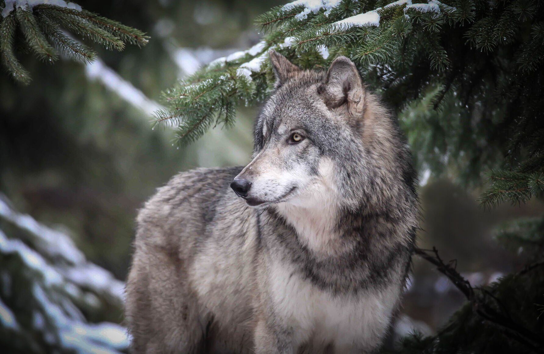 Wolf
